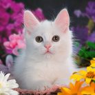 701f2ffc33bada48b38ccf4318ab1c49.webp